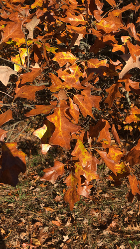 Quercus ilicifolia (bear oak)