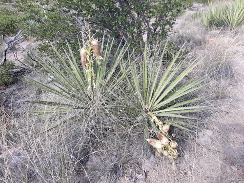 Yucca baccata (Banana Yucca) (alternate view 2)