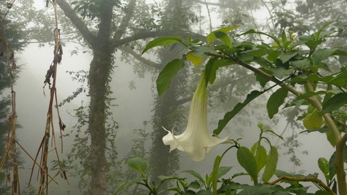 Brugmansia (angel's trumpets) (alternate view 7)