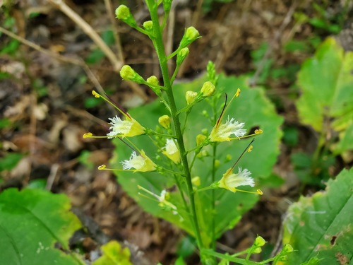 Collinsonia canadensis (citronella horse balm)