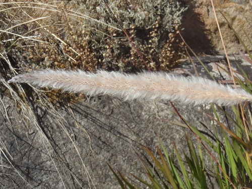 Imperata