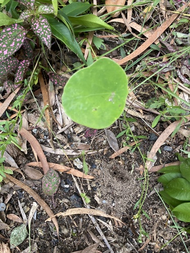 Stephania japonica (Tapevine) (alternate view 9)