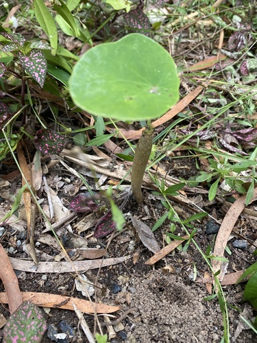 Stephania japonica (Tapevine) (alternate view 10)