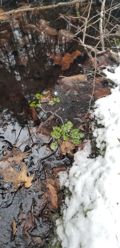 Cardamine pensylvanica (Pennsylvania Bittercress)