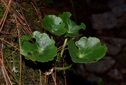 Umbilicus rupestris (Wall Pennywort)