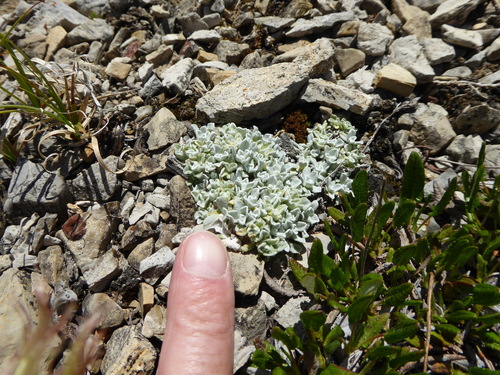 Antennaria rosea (Rosy Pussytoes) (alternate view 7)