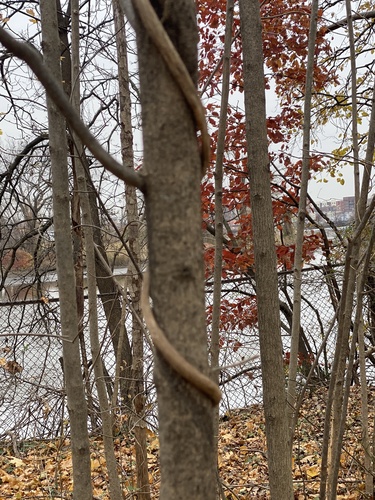 Fraxinus nigra (black ash) (alternate view 4)