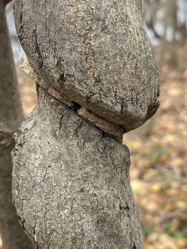 Fraxinus nigra (black ash) (alternate view 2)