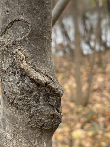 Fraxinus nigra (black ash) (alternate view 3)