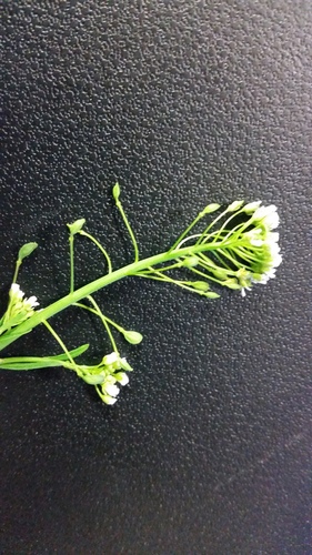 Mummenhoffia alliacea (garlic penny-cress)
