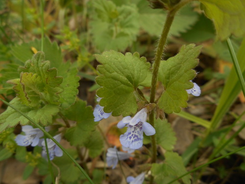 Glechoma hederacea (ground-ivy)