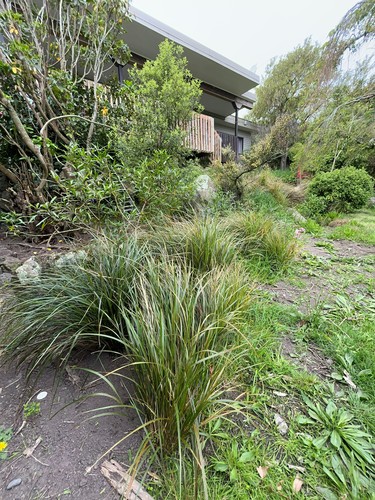 Anemanthele lessoniana (New Zealand Wind Grass)