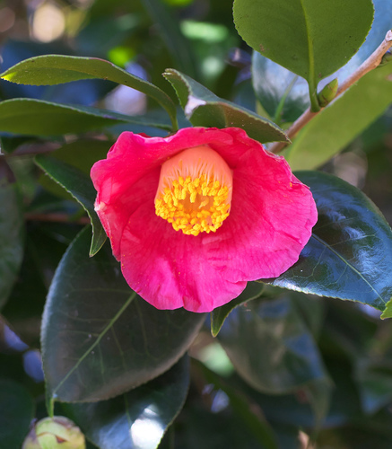 Camellia japonica (Japanese camellia) (alternate view 6)