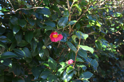 Camellia japonica (Japanese camellia) (alternate view 7)