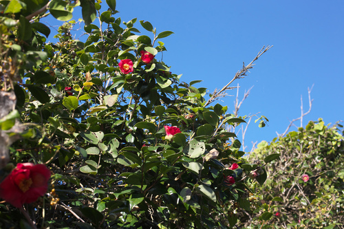 Camellia japonica (Japanese camellia) (alternate view 8)