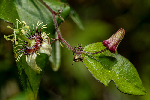 Passiflora suberosa (corkystem passionflower)