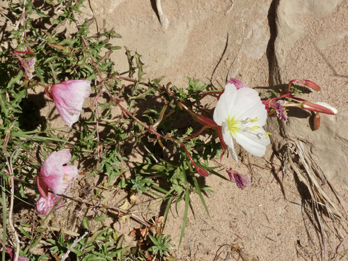 Oenothera pallida (Pale Evening Primrose) (alternate view 7)