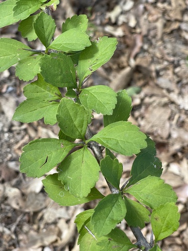 Duranta erecta (Golden Dewdrop)