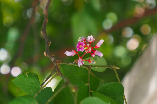 Averrhoa carambola (Star Fruit Carambola)