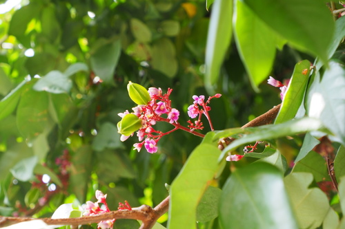 Averrhoa carambola (Star Fruit Carambola) (alternate view 2)