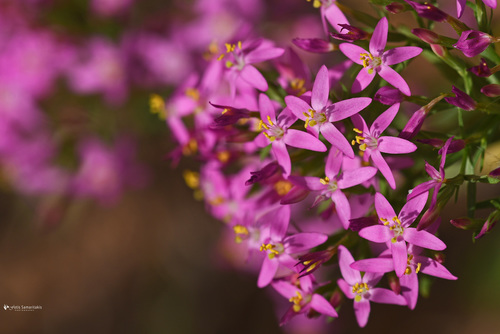 Centaurium erythraea (Common centaury)