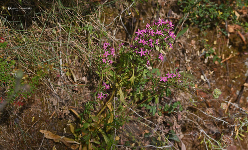 Centaurium erythraea (Common centaury)