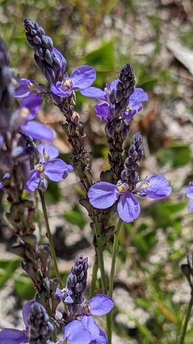 Comesperma calymega (Blue Spike Milkwort)