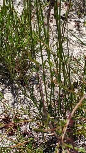 Comesperma calymega (Blue Spike Milkwort) (alternate view 2)