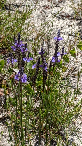 Comesperma calymega (Blue Spike Milkwort) (alternate view 3)