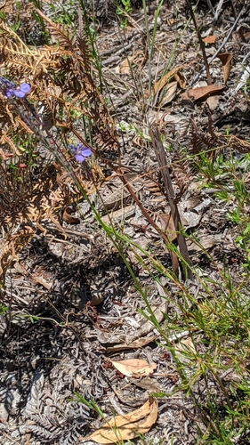 Comesperma calymega (Blue Spike Milkwort) (alternate view 4)