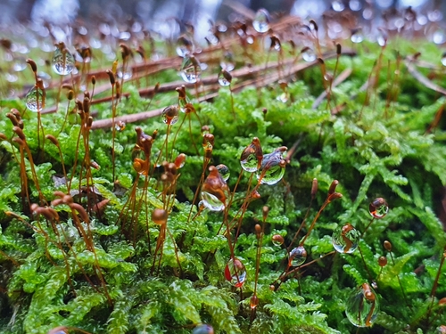 Hypnum cupressiforme (Cypress-leaved Plait-moss)