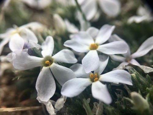 Phlox hoodii (spiny phlox) (alternate view 2)