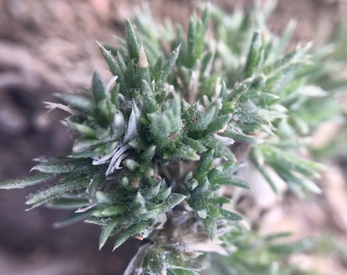 Phlox hoodii (spiny phlox) (alternate view 4)