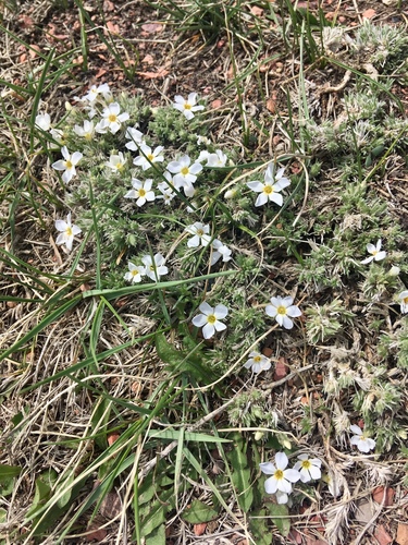 Phlox hoodii (spiny phlox) (alternate view 3)