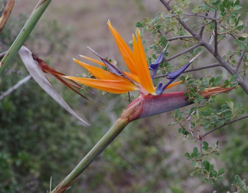 Strelitzia reginae (Bird of Paradise)
