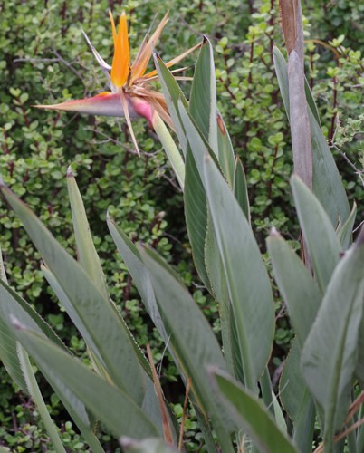 Strelitzia reginae (Bird of Paradise)