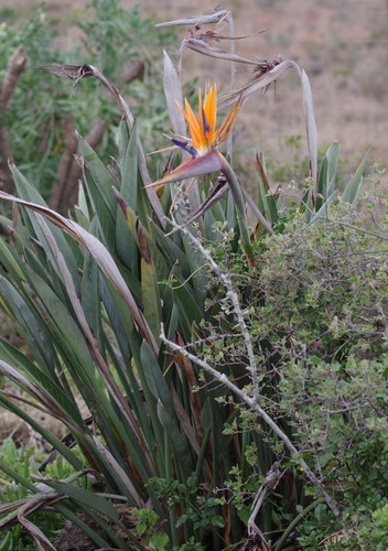 Strelitzia reginae (Bird of Paradise)