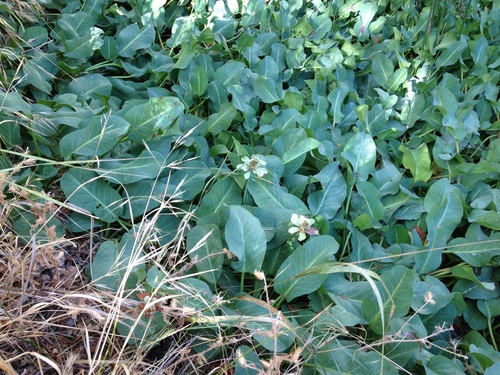 Anemopsis californica (Yerba Mansa) (alternate view 2)