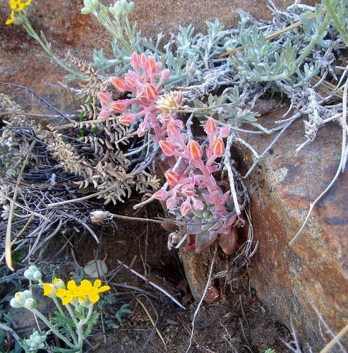 Dudleya cymosa (Canyon liveforever) (alternate view 6)