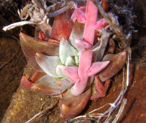 Dudleya cymosa (Canyon liveforever) (alternate view 7)