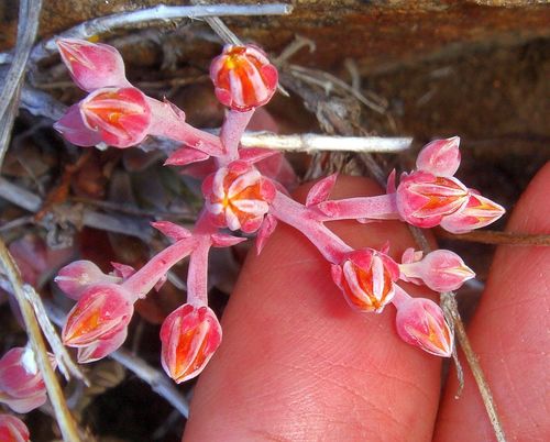 Dudleya cymosa (Canyon liveforever) (alternate view 8)