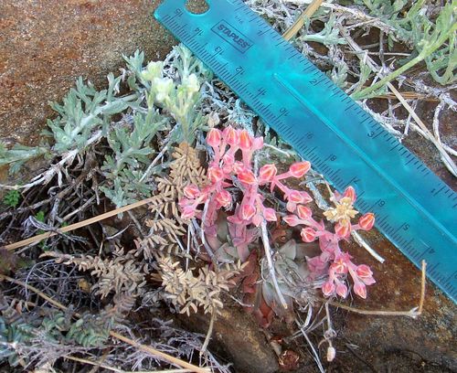 Dudleya cymosa (Canyon liveforever) (alternate view 9)
