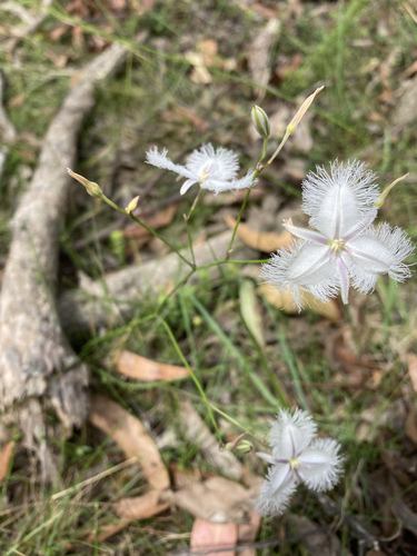 Thysanotus tuberosus (Common Fringe-lily) (alternate view 6)