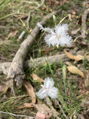 Thysanotus tuberosus (Common Fringe-lily) (alternate view 7)