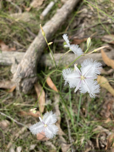 Thysanotus tuberosus (Common Fringe-lily) (alternate view 8)