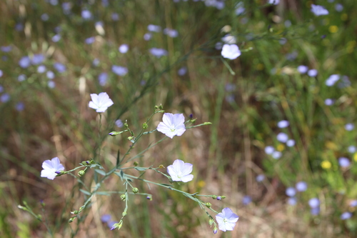 Linum marginale (Australian Flax) (alternate view 4)