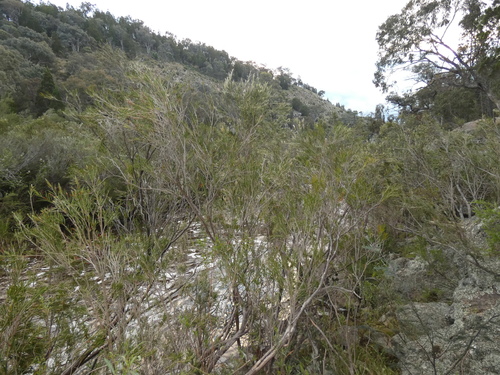Melaleuca paludicola (river bottlebrush) (alternate view 2)
