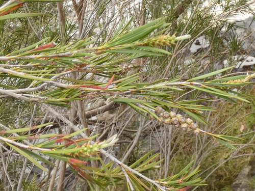 Melaleuca paludicola (river bottlebrush)