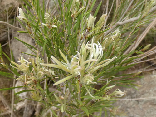 Melaleuca paludicola (river bottlebrush) (alternate view 3)