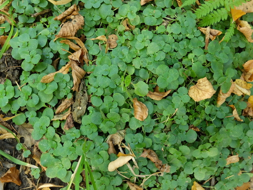 Chrysosplenium oppositifolium (Opposite-leaved Golden-saxifrage)